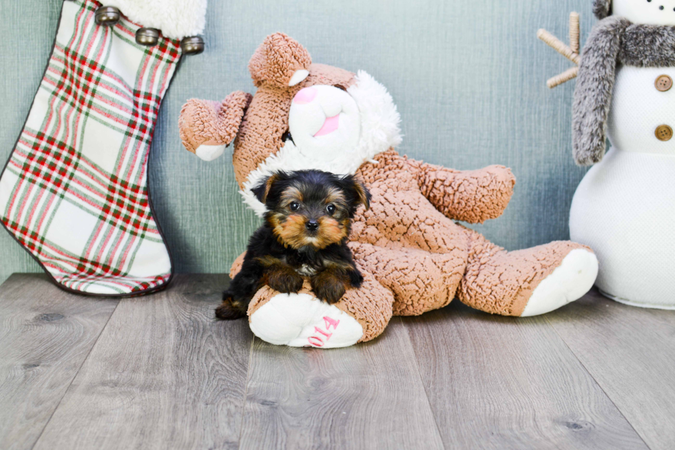 Meet Izzie - our Yorkshire Terrier Puppy Photo 