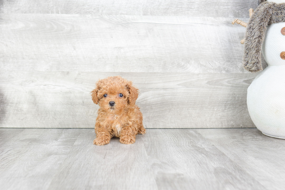 Poodle Pup Being Cute