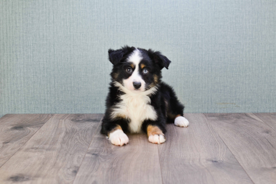 Mini Aussiedoodle Pup Being Cute