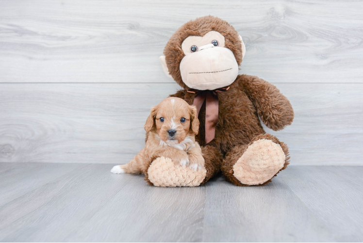 Friendly Cavapoo Baby