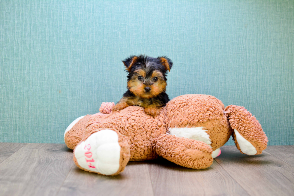 Meet Timmy - our Yorkshire Terrier Puppy Photo 