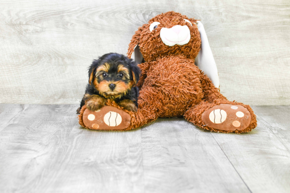 Meet Capone - our Yorkshire Terrier Puppy Photo 