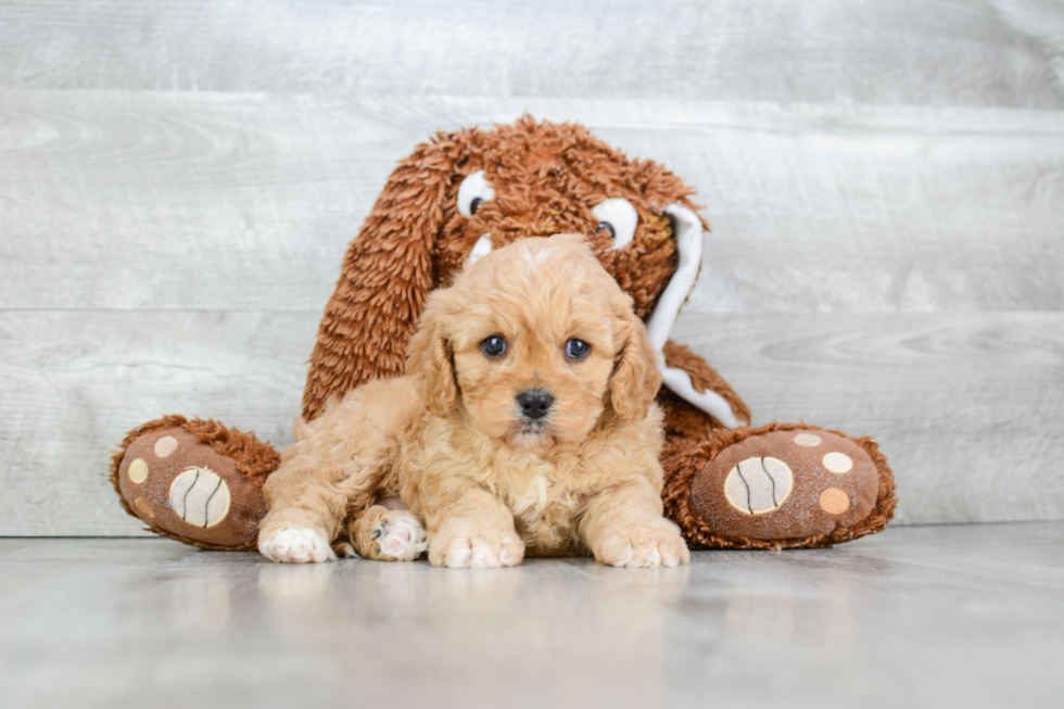 Cavapoo Pup Being Cute