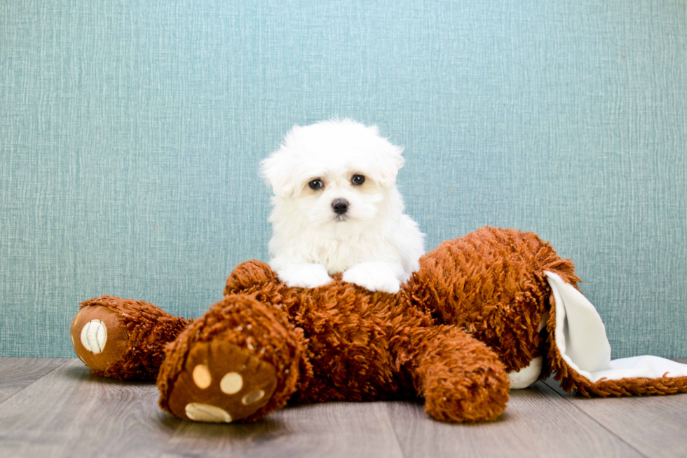 Maltese Puppy for Adoption