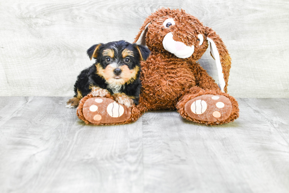 Meet Diddy - our Yorkshire Terrier Puppy Photo 