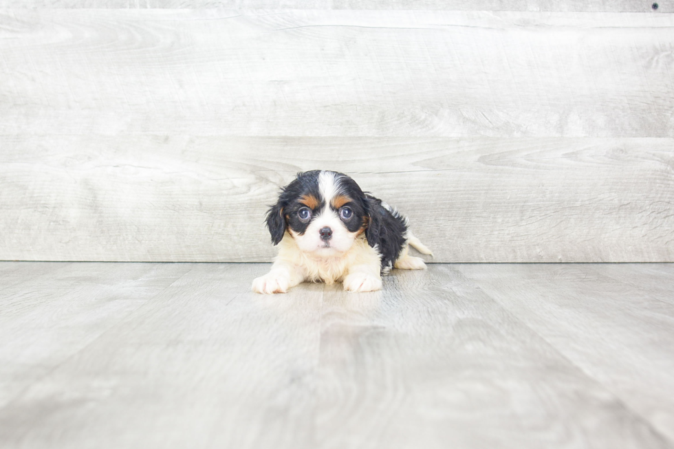 Friendly Cavalier King Charles Spaniel Baby