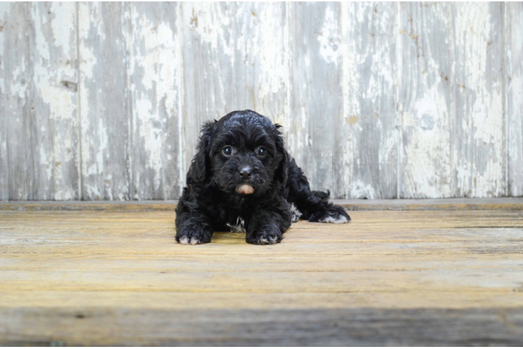 Friendly Cavapoo Baby