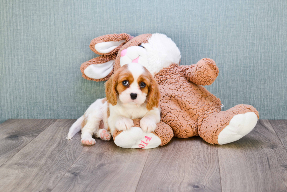 Cavalier King Charles Spaniel Puppy for Adoption