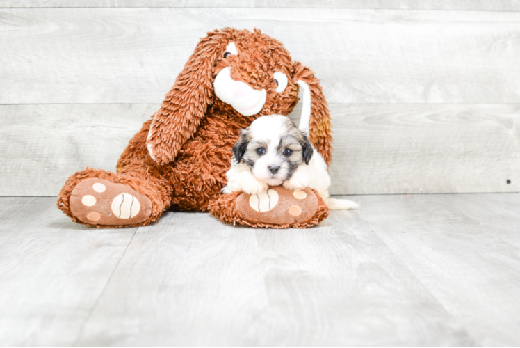 Popular Teddy Bear Designer Pup