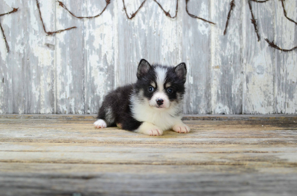 Fluffy Pomsky Designer Pup