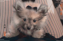 Akc Registered Pomeranian Purebred Pup