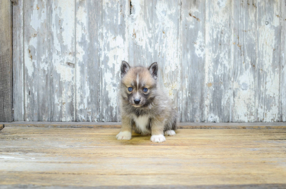 Funny Pomsky Designer Pup