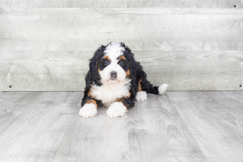 Playful Mini Berniedoodle Poodle Mix Puppy