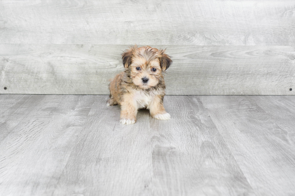 Fluffy Morkie Designer Pup