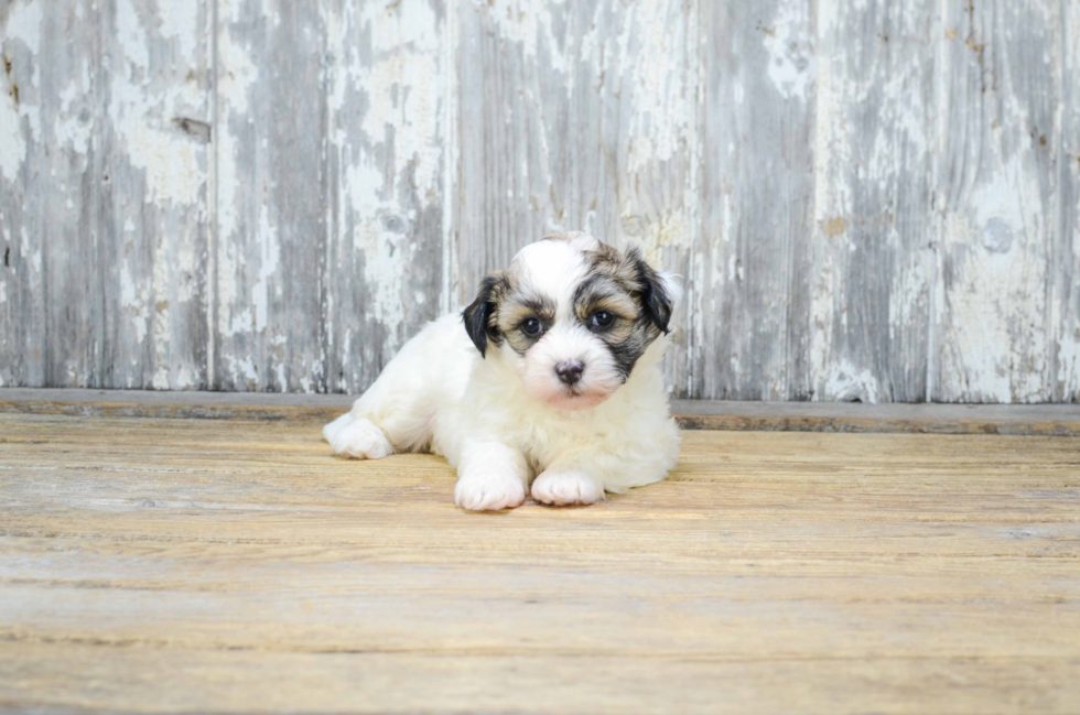 Teddy Bear Pup Being Cute
