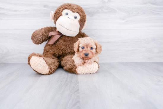 Popular Cavapoo Poodle Mix Pup