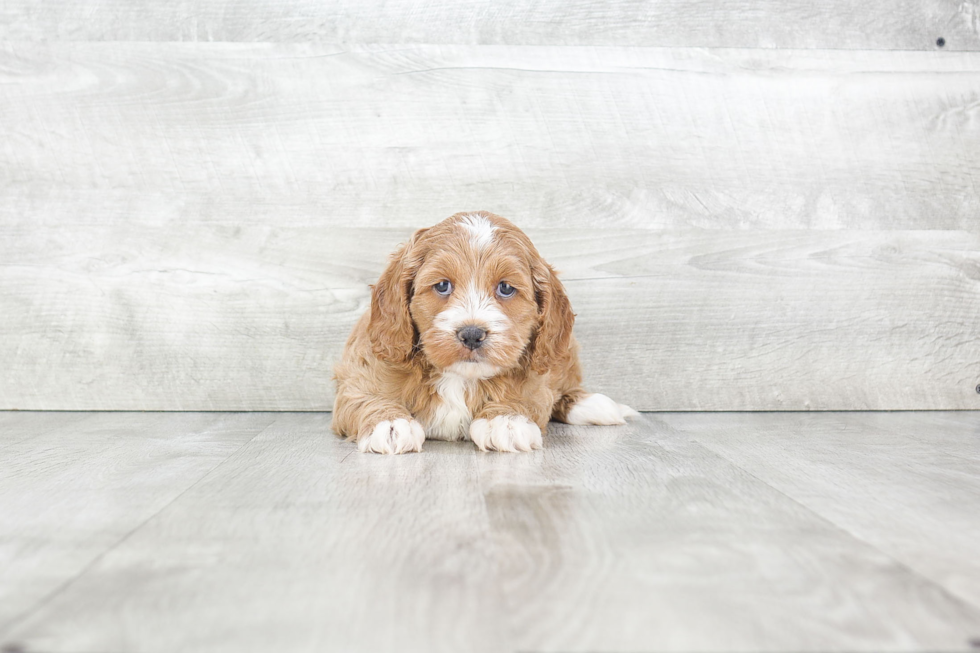 Fluffy Cockapoo Poodle Mix Pup