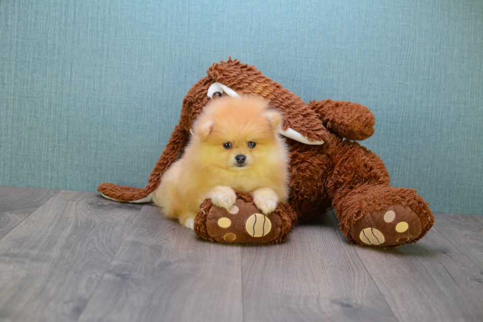 Fluffy Pomeranian Purebred Puppy