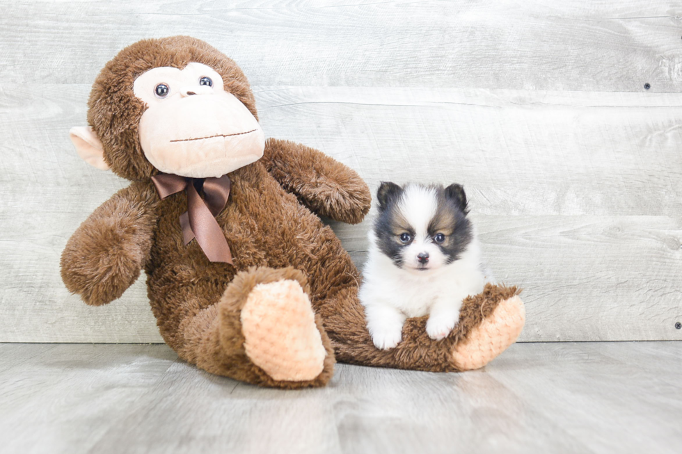 Friendly Pomeranian Baby