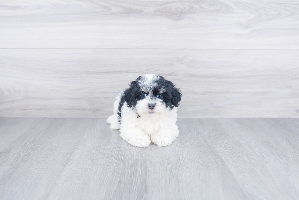 Sweet Havanese Purebred Puppy