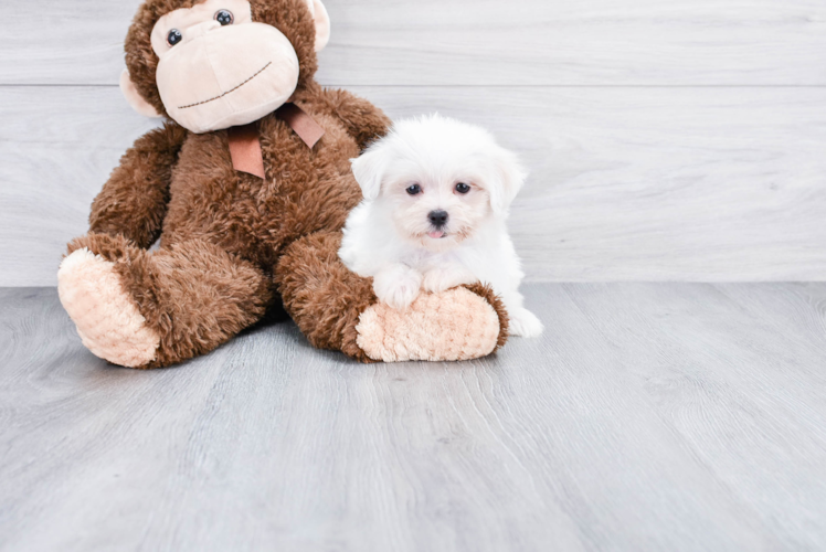 Maltese Puppy for Adoption