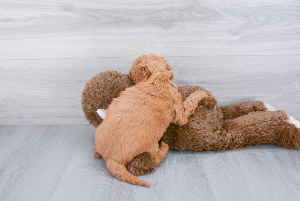 Sweet Mini Goldendoodle Baby