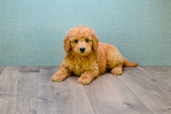 Small Mini Goldendoodle Baby