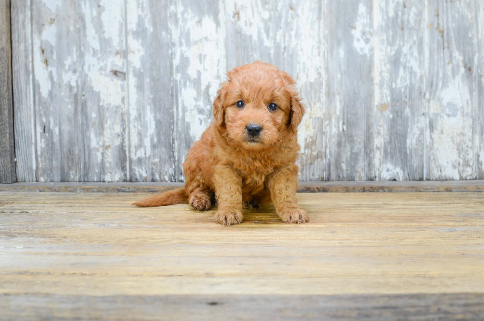 Mini Goldendoodle Pup Being Cute