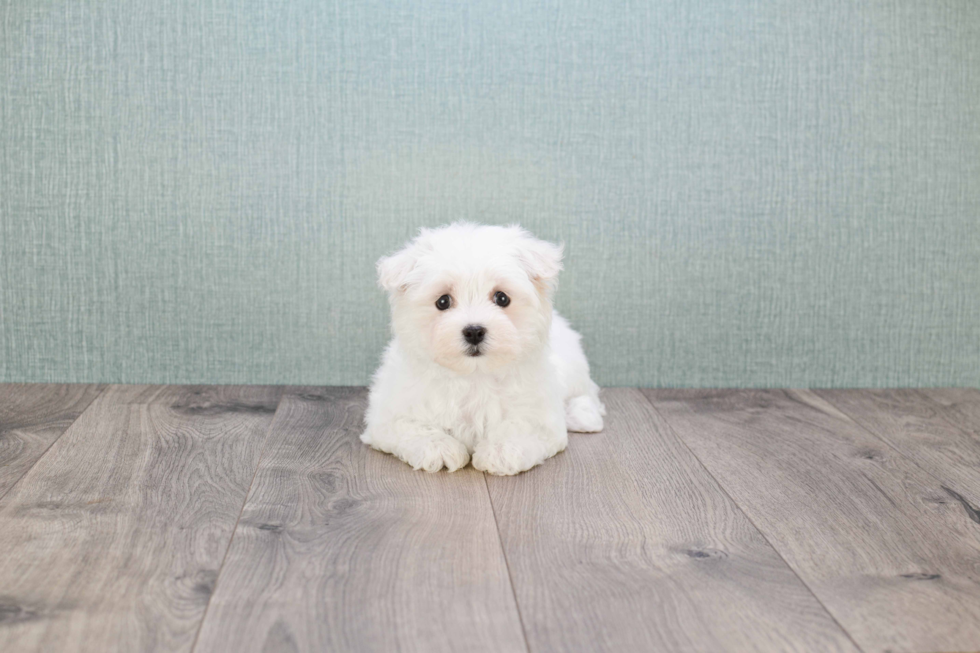 Maltipoo Puppy for Adoption