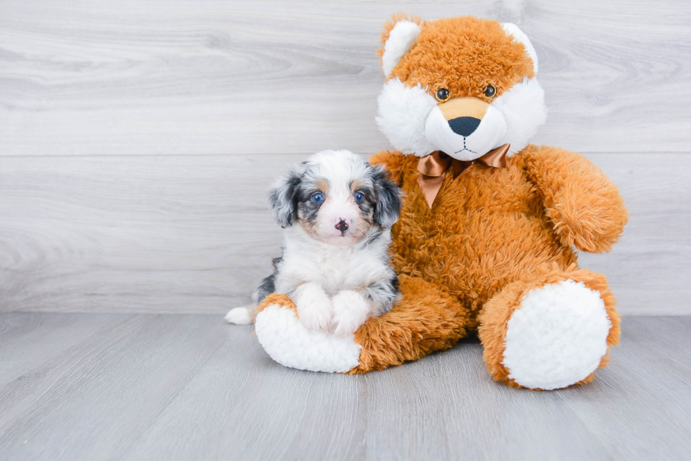 Mini Aussiedoodle Pup Being Cute