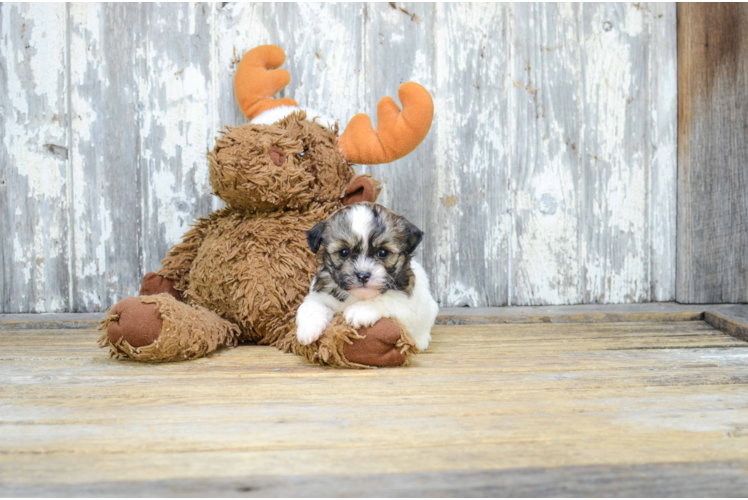 Hypoallergenic Shichon Designer Puppy