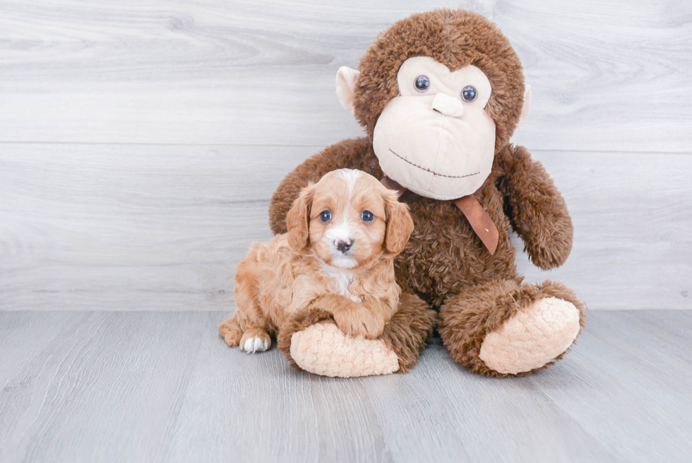 Cavapoo Pup Being Cute