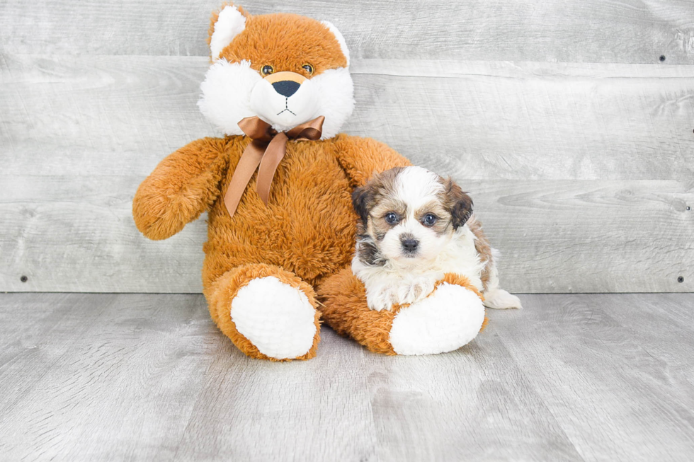 Popular Teddy Bear Designer Pup