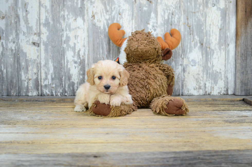 Popular Cavachon Designer Pup