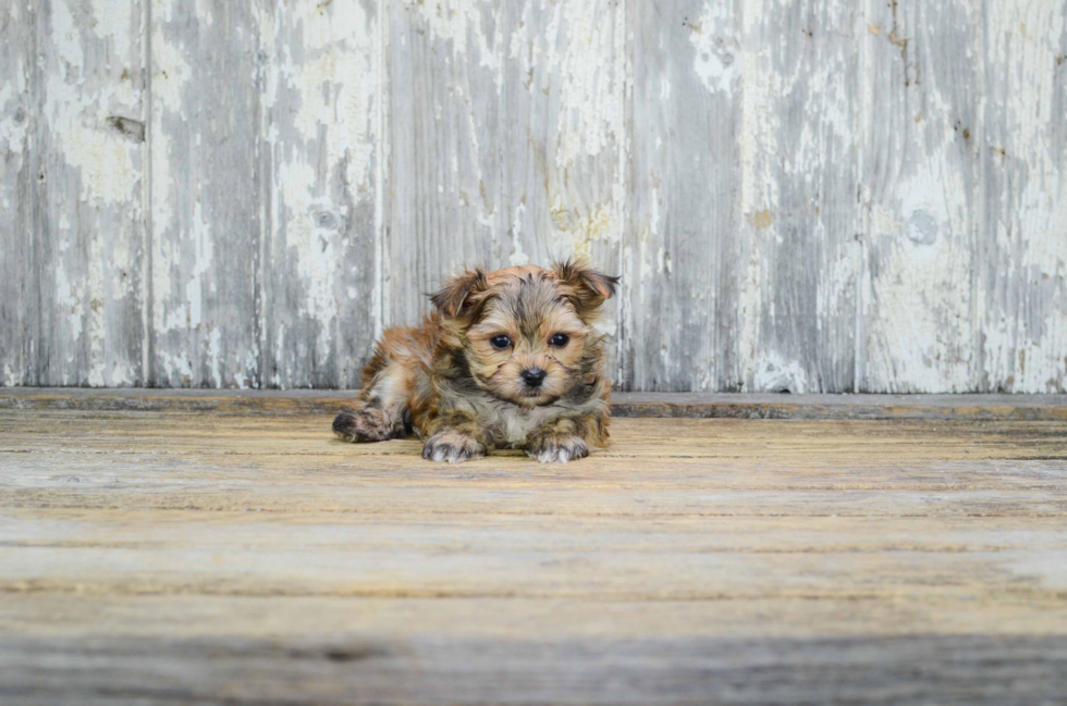 Morkie Pup Being Cute