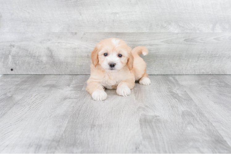 Mini Goldendoodle Puppy for Adoption