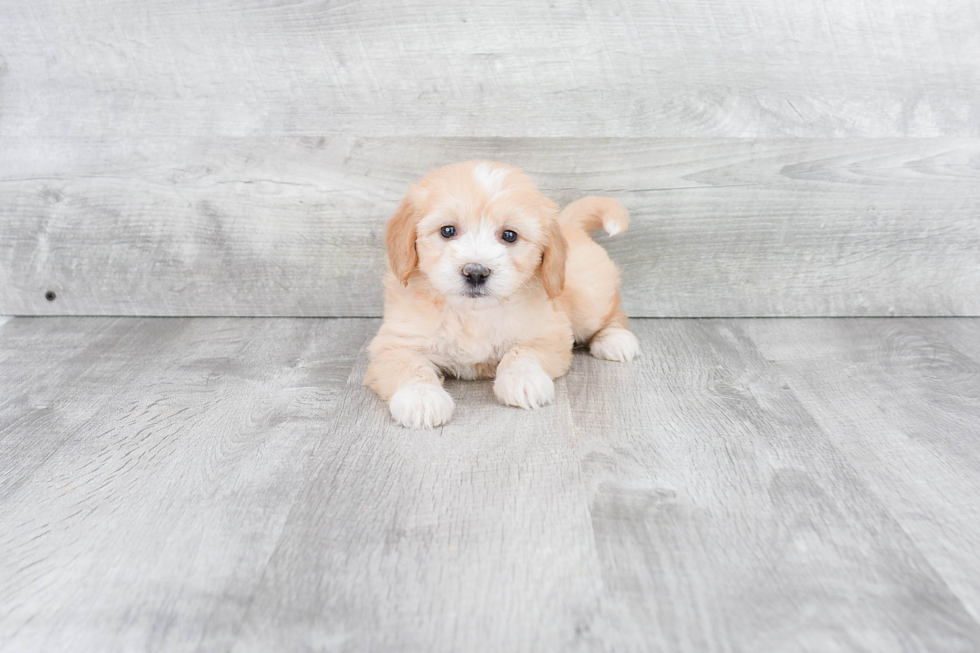 Mini Goldendoodle Puppy for Adoption