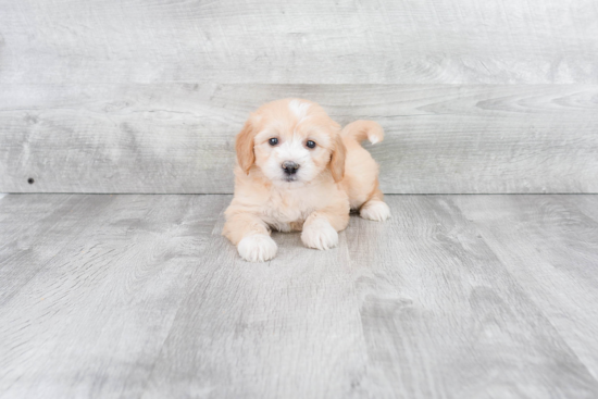 Mini Goldendoodle Puppy for Adoption