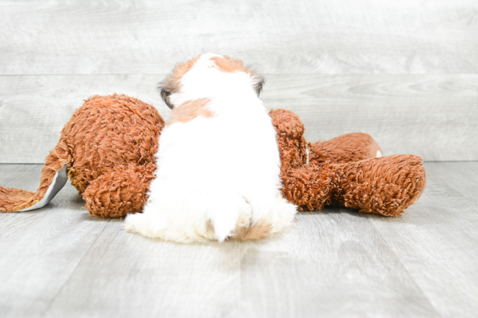 Best Teddy Bear Baby
