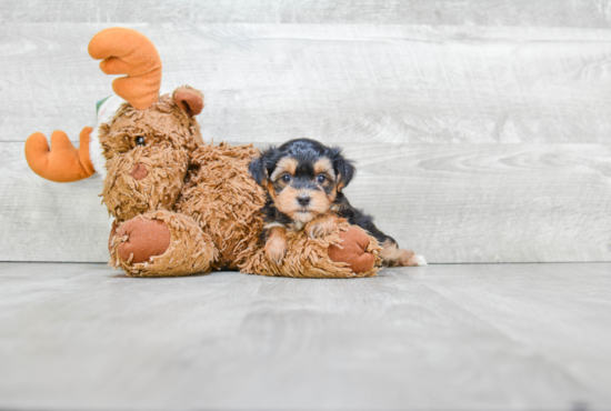 Hypoallergenic Yorkie Designer Puppy