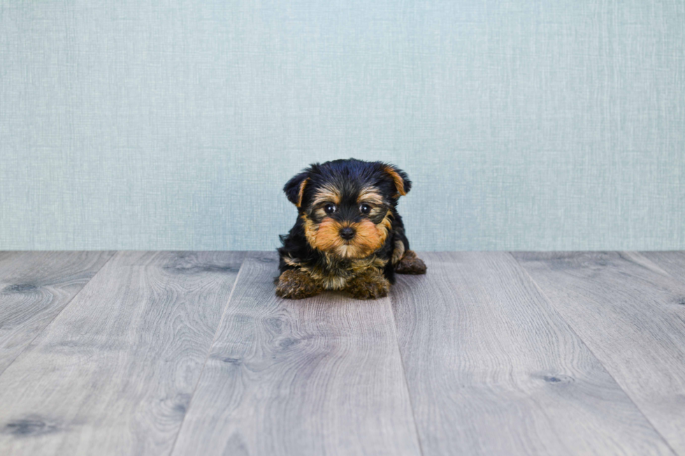 Meet Izzie - our Yorkshire Terrier Puppy Photo 