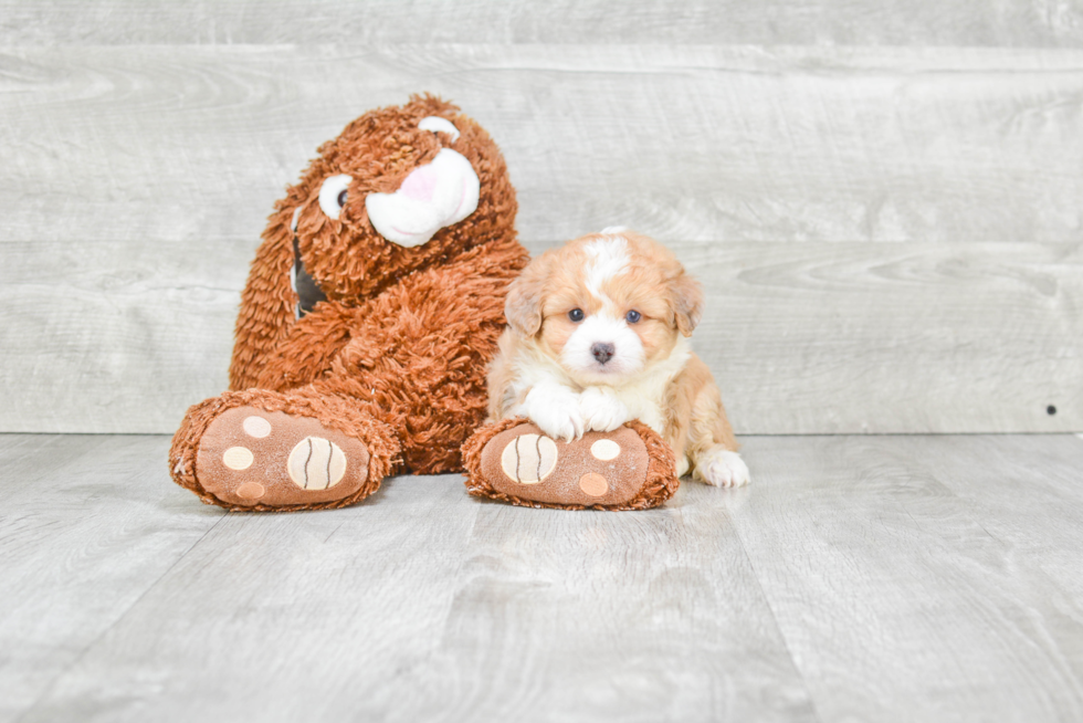 Petite Mini Aussiedoodle Poodle Mix Pup