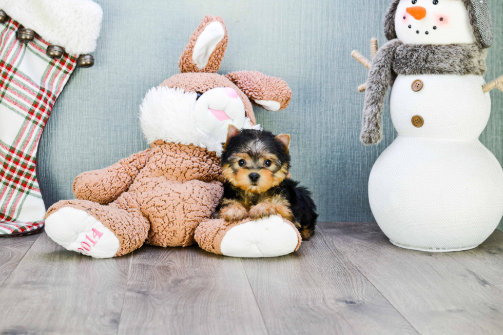 Meet Beckham - our Yorkshire Terrier Puppy Photo 