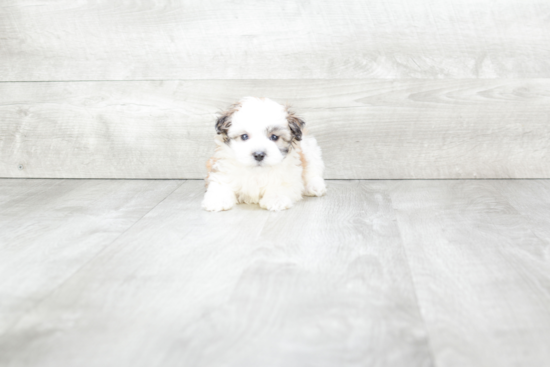 Friendly Maltipoo Baby