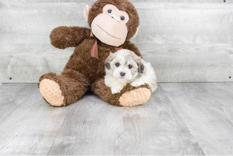 Funny Havanese Purebred Pup