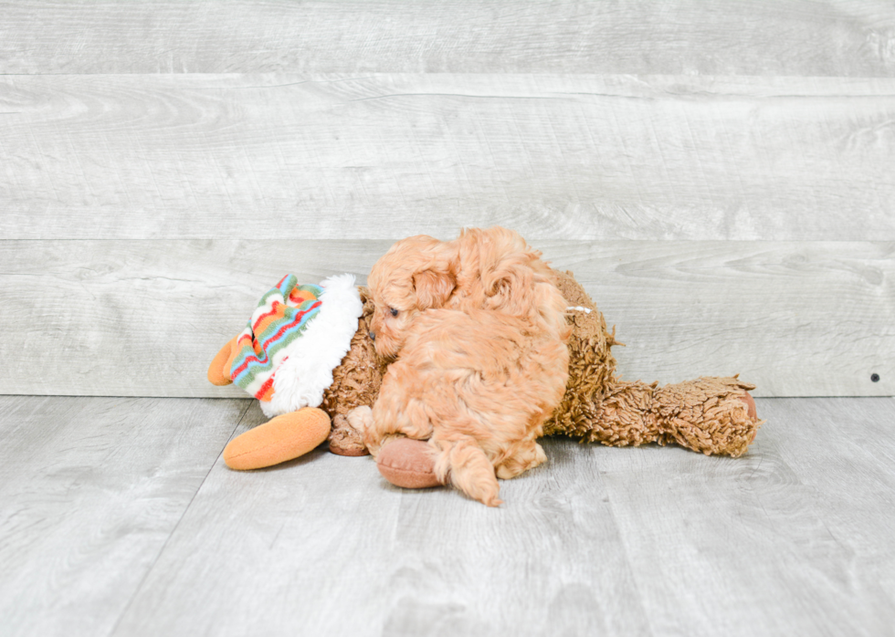 Fluffy Cavapoo Poodle Mix Pup