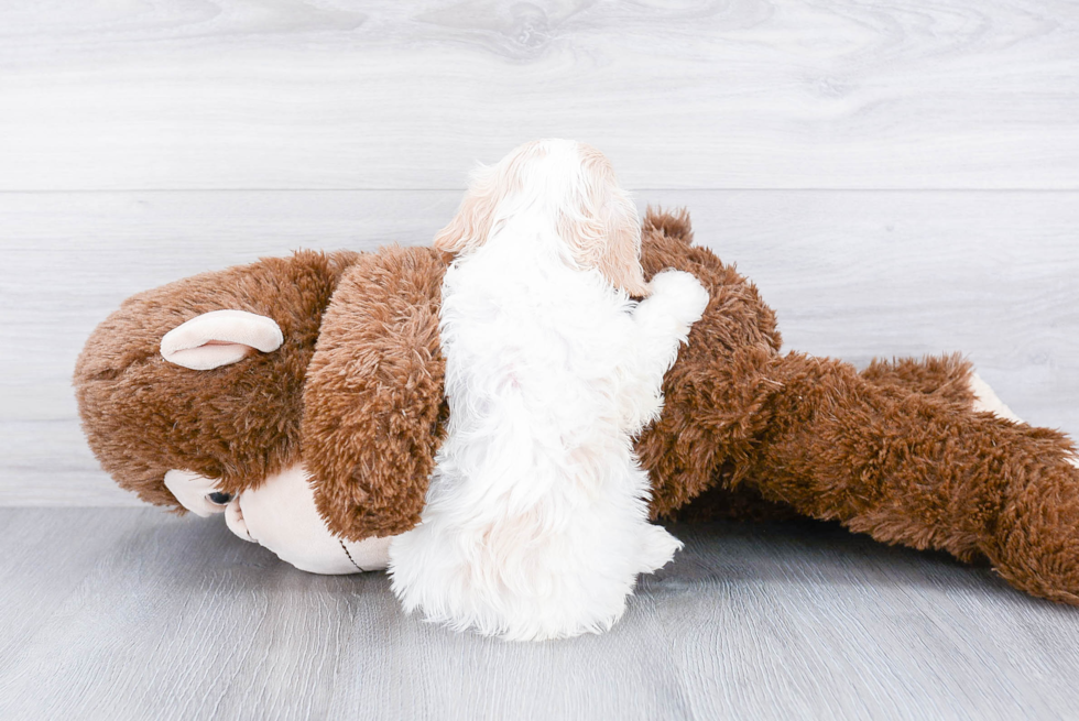 Funny Cavachon Designer Pup