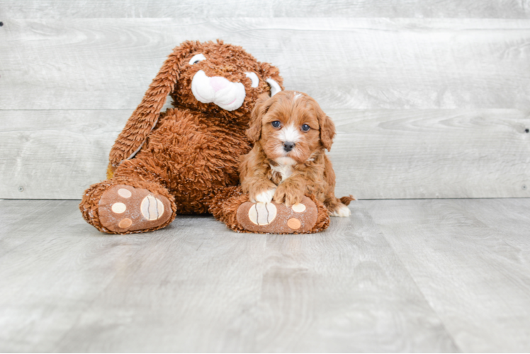 Small Cavapoo Baby