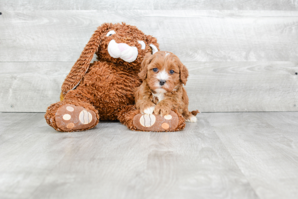 Small Cavapoo Baby