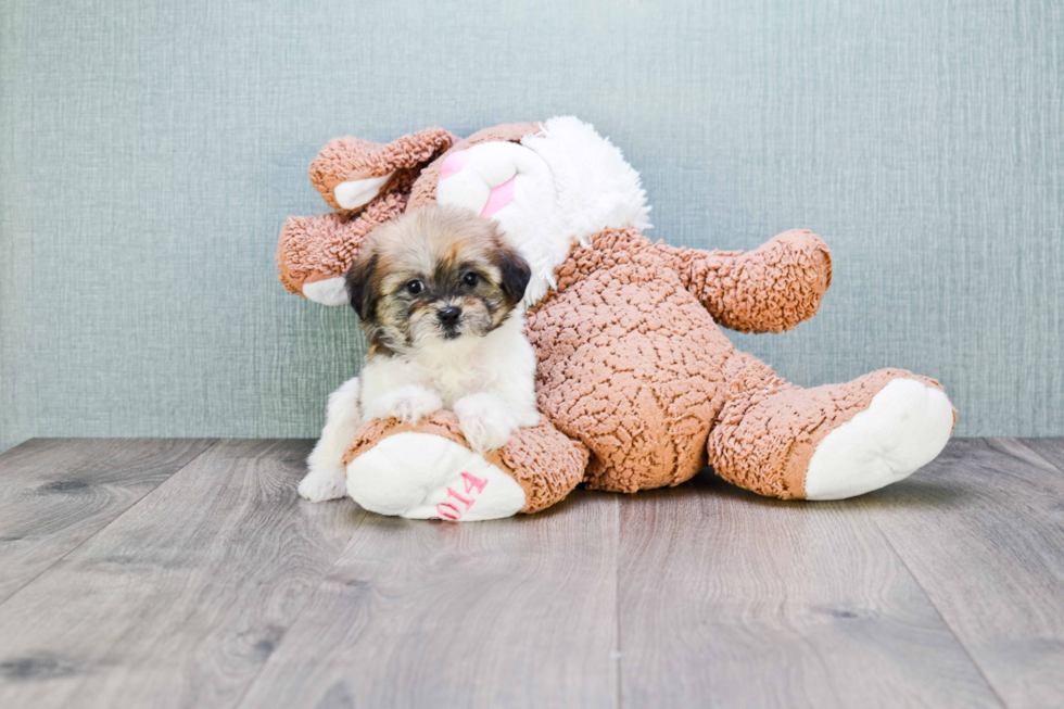 Teddy Bear Pup Being Cute